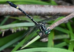 Megalogomphus sommeri