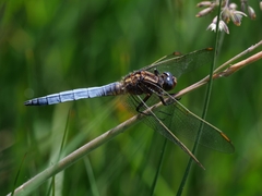 Orthetrum coerulescens