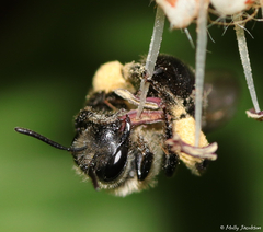 Andrena geranii