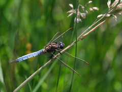 Orthetrum coerulescens