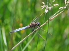 Orthetrum coerulescens