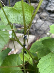 Lycorma delicatula