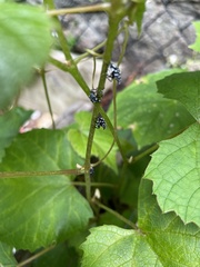 Lycorma delicatula