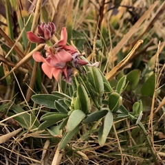 Indigofera candicans