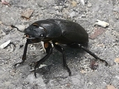 Dorcus parallelipipedus