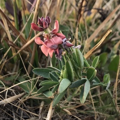 Indigofera candicans