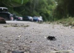 Dorcus parallelipipedus