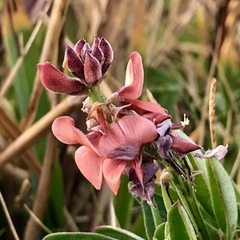 Indigofera candicans