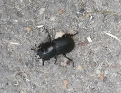 Dorcus parallelipipedus