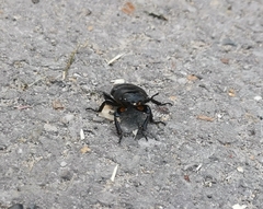 Dorcus parallelipipedus