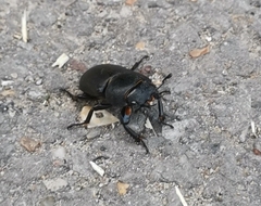 Dorcus parallelipipedus