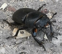 Dorcus parallelipipedus