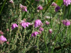 Erica tetralix