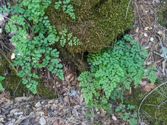 Adiantum shastense