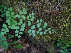 Adiantum shastense