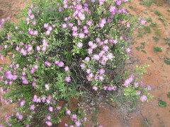 Drosanthemum deciduum