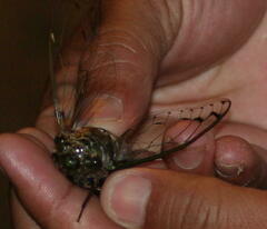 Megapomponia imperatoria