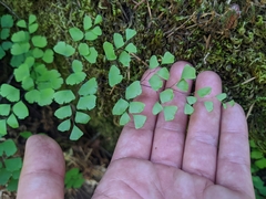 Adiantum shastense image