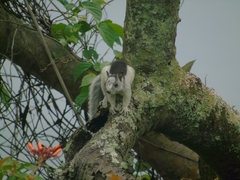 Sciurus variegatoides dorsalis