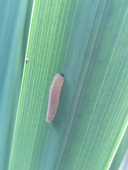 Rhadinoceraea micans