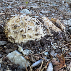 Calvatia sculpta