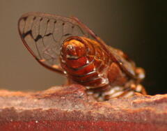 Megapomponia imperatoria