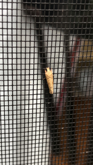 Acrolophus plumifrontella