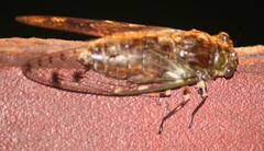 Megapomponia imperatoria