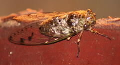 Megapomponia imperatoria