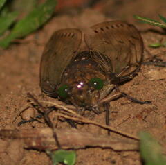 Megapomponia imperatoria