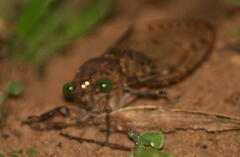 Megapomponia imperatoria