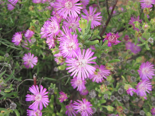 Dropleaf Dewfig (Drosanthemum deciduum)
