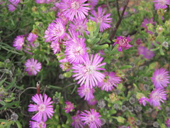 Drosanthemum deciduum