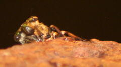 Megapomponia imperatoria