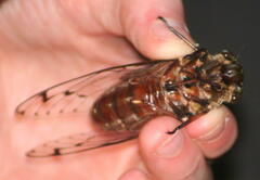 Megapomponia imperatoria