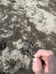 Rhithropanopeus harrisii