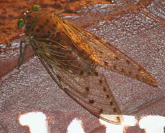 Megapomponia imperatoria