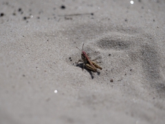 Myrmeleotettix maculatus