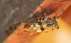 Megapomponia imperatoria