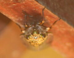 Megapomponia imperatoria