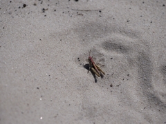 Myrmeleotettix maculatus