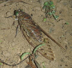 Megapomponia imperatoria