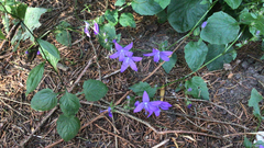 Campanula poscharskyana