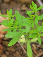 Paronychia fastigiata