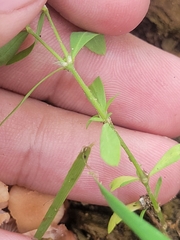 Paronychia fastigiata