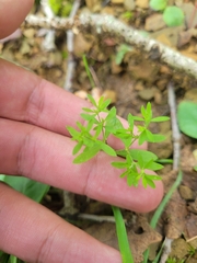 Paronychia fastigiata
