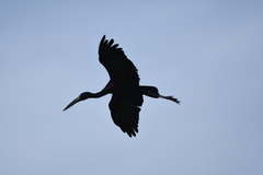 Anastomus lamelligerus