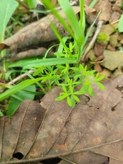 Paronychia fastigiata