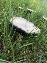 Agaricus