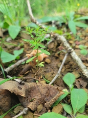 Paronychia fastigiata